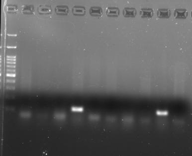 1 2 3 4 5 6 7 8 9 10 Εικόνα 7.2. Ηλεκτροφόρηση προϊόντων PCR σε πηκτή αγαρόζης. 1. Χοιρινό 2. Μοσχάρι 3. Κοτόπουλο 4. Γαλοπούλα 5. Πρόβατο 6. Κατσίκι 7. Άλογο 8. Χοιρινόμοσχάρι 9.