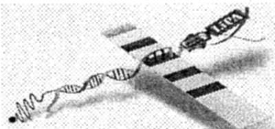 PCR-LiPA