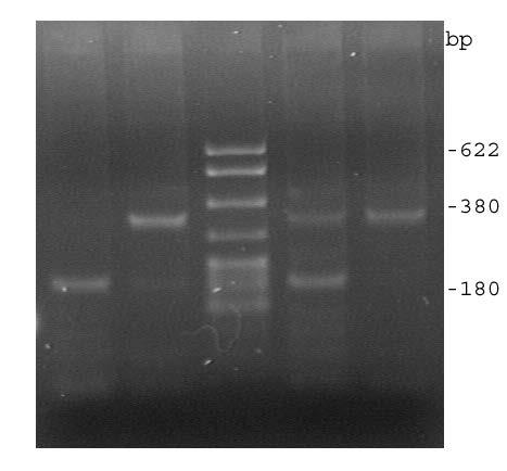 P. herbarum P. foveata P.