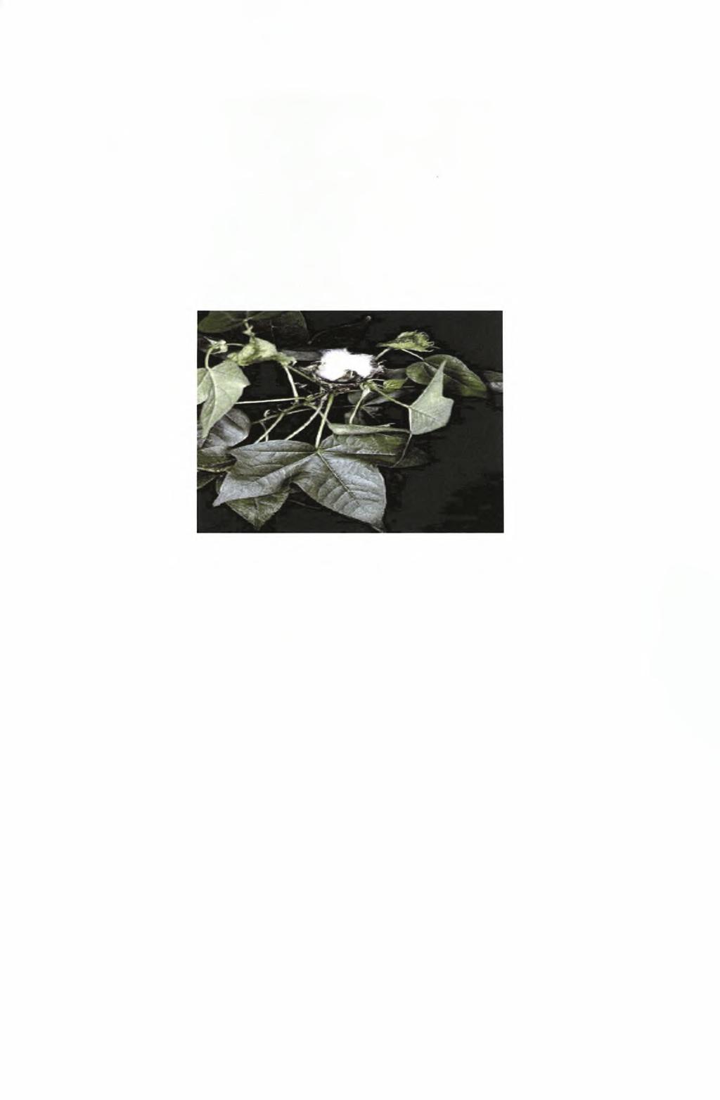 2.4.1. Εκμεταλλεύσιμα εμπορικά Gossypium arboreum L. Είναι δενδρώδες είδος που φτάνει σε ύψος τα 1-2 μέτρα. Τα φύλλα συνδέονται στο κλαδί με έναν μίσχο 1.