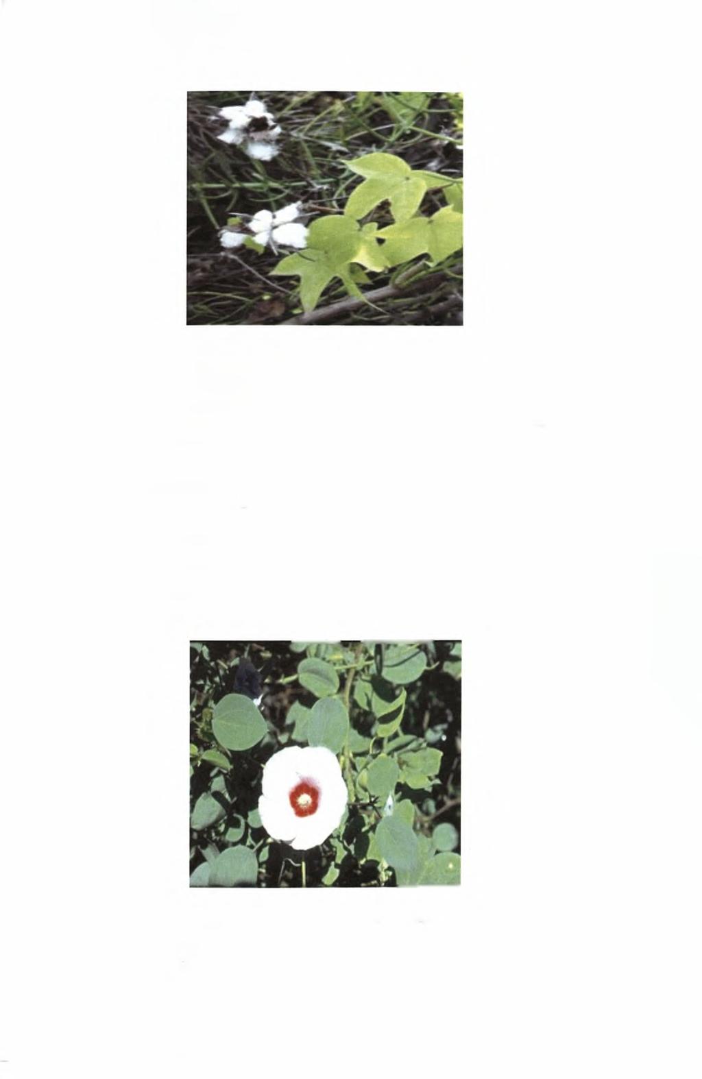 Εικ.10. Απεικόνιση του Gossypium darwinii. Gossypium sturtianum.