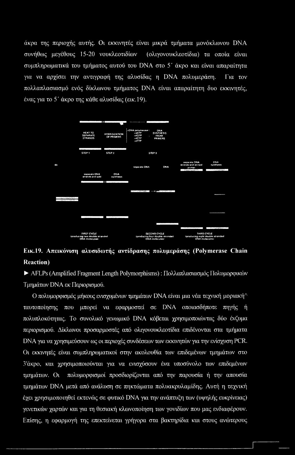 να αρχίσει την αντιγραφή της αλυσίδας η DNA πολυμεράση. Για τον πολλαπλασιασμό ενός δίκλωνου τμήματος DNA είναι απαραίτητη δυο εκκινητές, ένας για το 5' άκρο της κάθε αλυσίδας (εικ. 19).