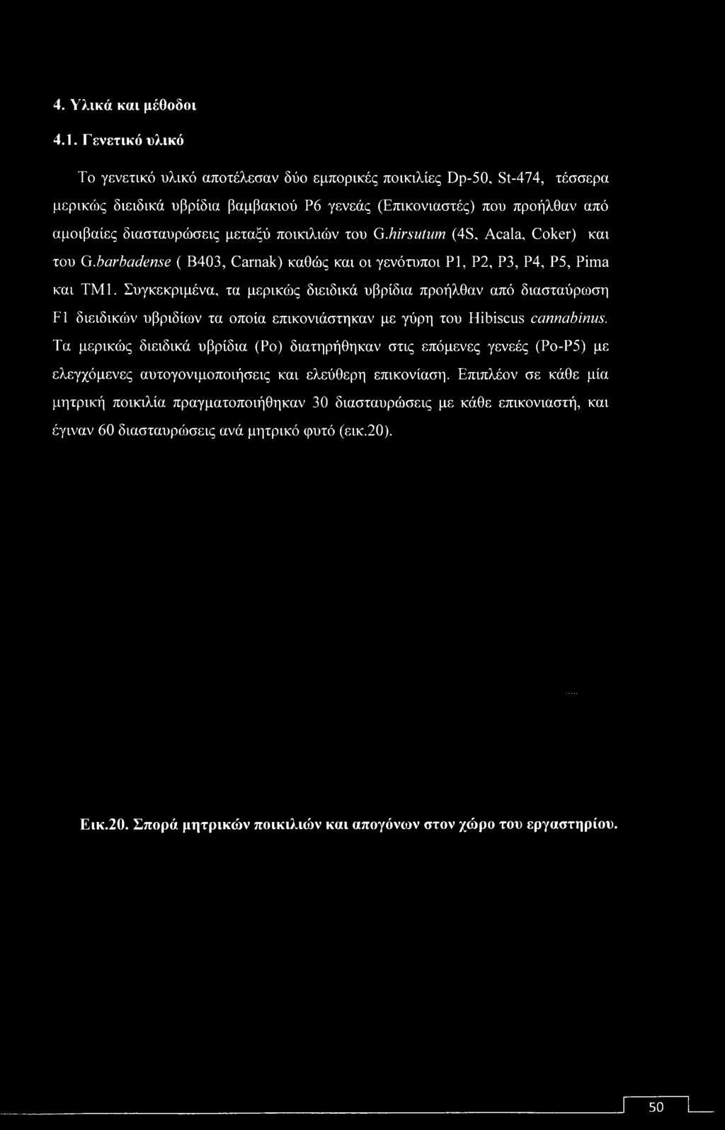 Συγκεκριμένα, τα μερικώς διειδικά υβρίδια προήλθαν από διασταύρωση F1 διειδικών υβριδίων τα οποία επικονιάστηκαν με γύρη του Hibiscus cannabinus.