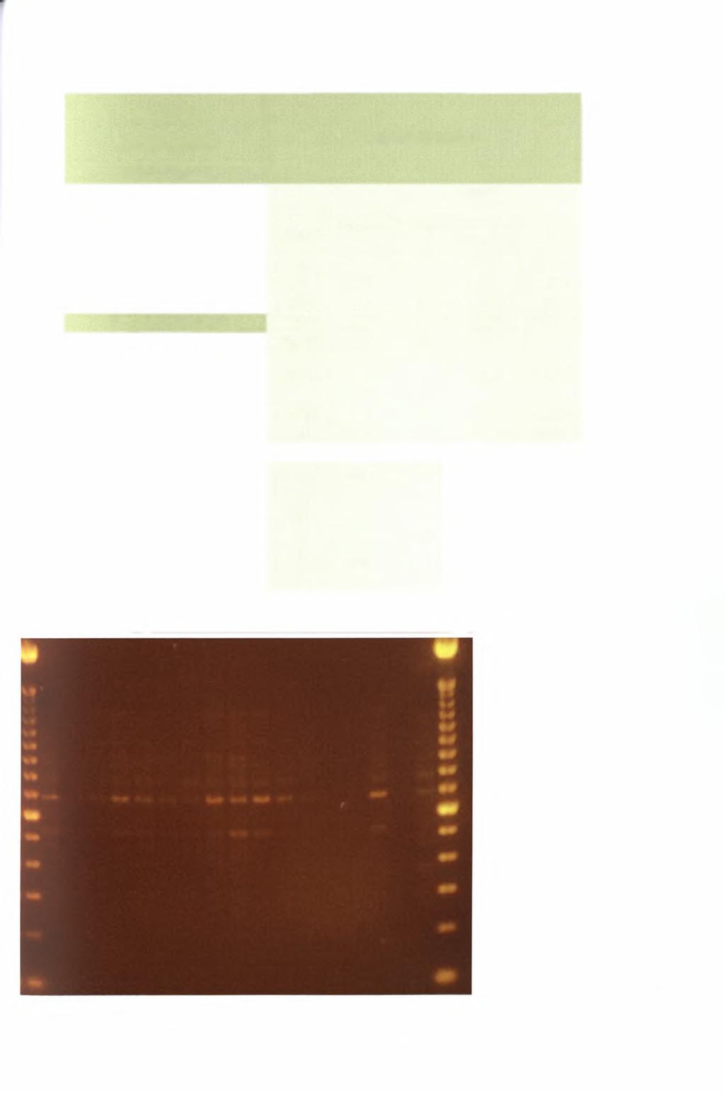 RAPD 12/08/2010 MASTER MIX 1 PCR Cotton Master Mix (MM) UNIT Original 11 Final 11 sample size= Vol in μΐ for 1 rxn 19 (19) rxn ds