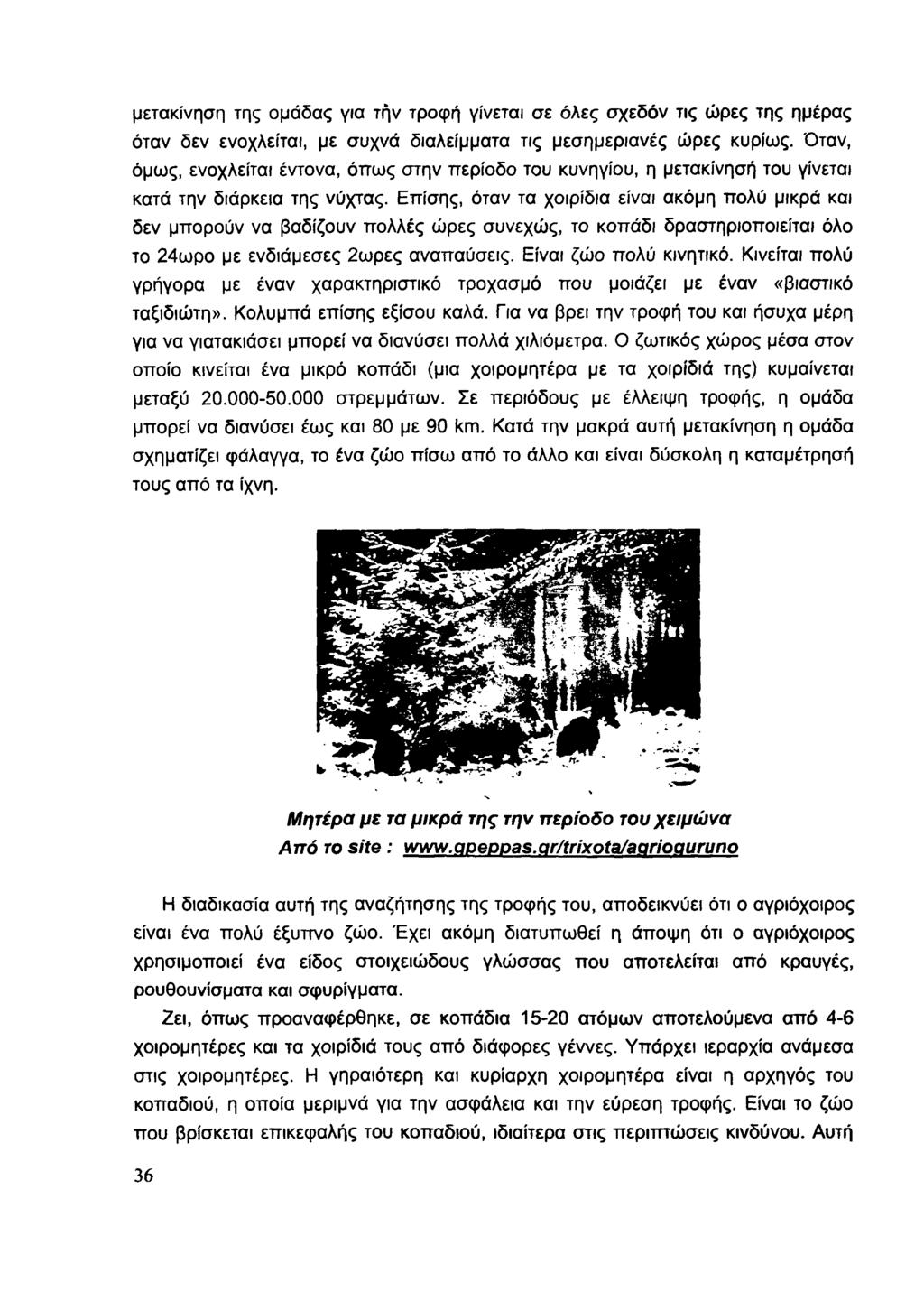 μετακίνηση της ομάδας για την τροφή γίνεται σε όλες σχεδόν τις ώρες της ημέρας όταν δεν ενοχλείται, με συχνά διαλείμματα τις μεσημεριανές ώρες κυρίως.