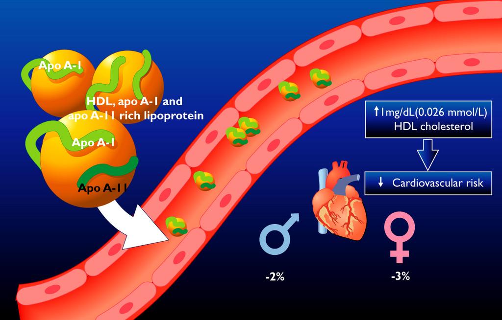 11 HDL