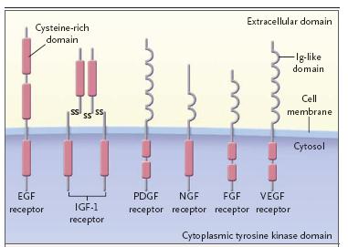 31 Εικόνα 2: ομή υποδοχέων με δράση τυροσινικής κινάσης (Παραχωρήθηκε ευγενικά από Croce CM, N Engl J Med, 358:502, January 31, 2008).