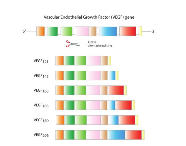 40 Ο πληρέστερα μελετημένος παράγοντας της οικογένειας είναι ο VEGF- A, που υπάρχει σε 4 ισομορφές λόγω εναλλακτικής συναρμογής (splicing) του RNA που μεταγράφεται από το γονίδιο.
