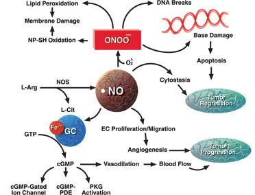 50 Εικόνα 12: Μηχανισμός δράσης του NO (Παραχωρήθηκε από www.