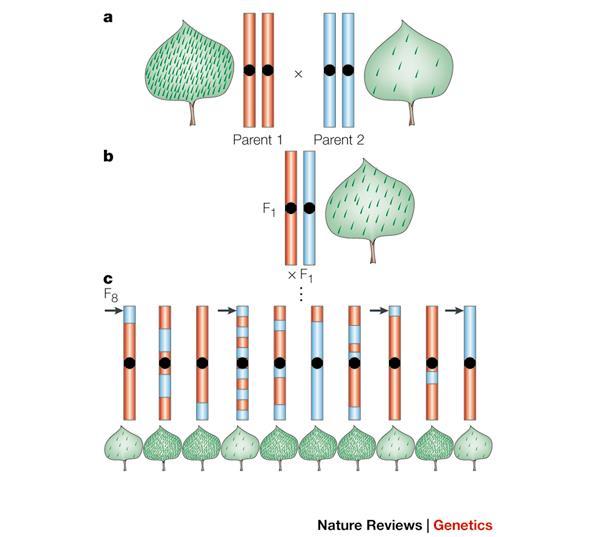 Γονιδιακοί τόποι ποσοτικών γνωρισμάτων (QTL) Χρωμοσωμικές περιοχές που φέρουν ένα ή περισσότερα γονίδια που συνεισφέρουν σε ένα ποσοτικό γνώρισμα Γονιδιακοί τόποι ποσοτικών γνωρισμάτων (Quantitative