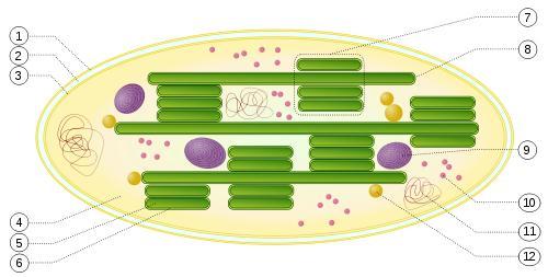 Chloroplast 1. vonkajšia membrána 2. Periplazmatický priestor 3. vnútorná membrána 4. stróma (vodný roztok) 5. lumen (dutina) tylakoidu 6.