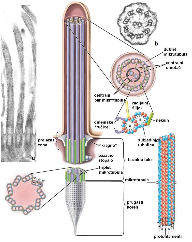 Cilije Dužine 5-10 µm Par /ćeliji Na nivou SM: kratki dlakoliki