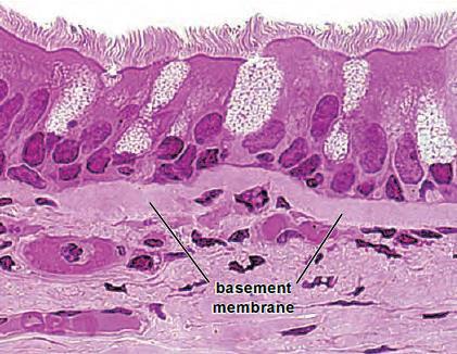 Podepitelska lamina podepitelska lamina Epitel trahee Intestinalne žlezde debelog creva