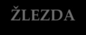 ćelija formiranje endokrine žlezde