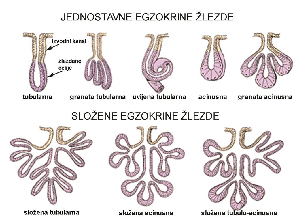 JEDNOSTAVNE I SLOŽENE EGZOKRINE ŽLEZDE