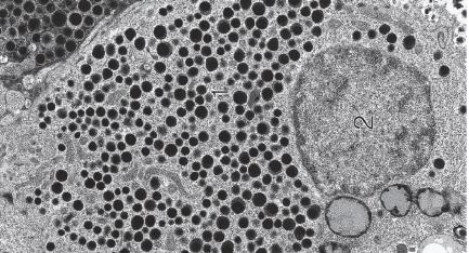 proteinske hormone