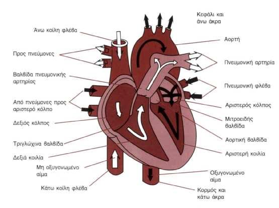 Σχήµα 1.1: Ανατοµία της καρδιάς και πορεία του αίµατος διαµέσου των καρδιακών κοιλοτήτων 1.3.