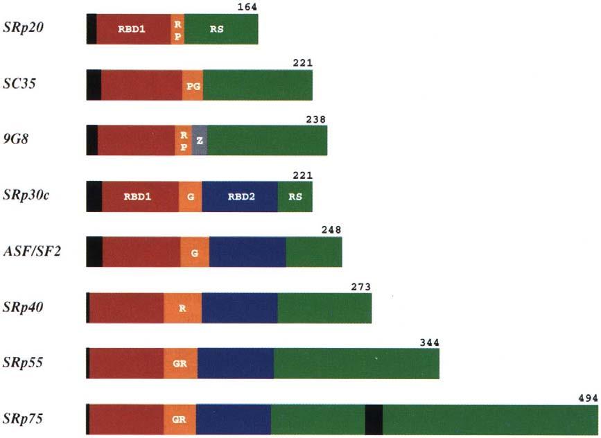 Σχήμα Α.1.5. Σχηματική αναπαράσταση των δομικών περιοχών των SR παραγόντων ματίσματος.