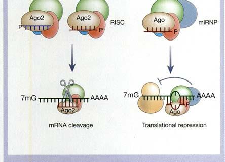 Τα ώριμα mirnas δεσμεύονται με τις πρωτεΐνες Ago, οι οποίες καταλύουν την καταστολή της μετάφρασης ή την αποικοδόμηση του mrna στόχου.