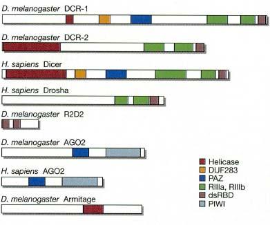 οικογένεια RNase H (Song et al., 2004). Καθώς η RNase H νουκλεολύει RNA/DNA υβρίδια, προτάθηκε ότι οι πρωτεΐνες Ago κόβουν τα υβρίδια mrna στόχος/sirna.