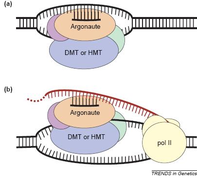 συμμετοχή των πρωτεϊνών Dicer, Ago1 και RdRP (RNA dependent RNA Polymerase) (Volpe et al., 2002). Μέχρι πρόσφατα δεν υπήρχαν στοιχεία για τη λειτουργία παρόμοιων μονοπατιών στα θηλαστικά.