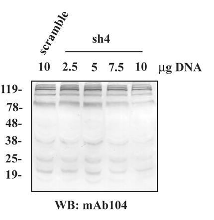 Σχήμα Γ.6. Western Blot ανάλυση των εκχυλισμάτων 293Τ κυττάρων ως προς φωσφορυλιωμένες SR πρωτεΐνες ύστερα από επιμόλυνση των κυττάρων με scramble και sh4 sirnas.