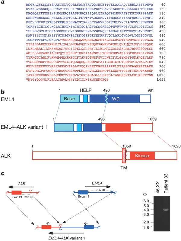 Το γονίδιο σύντηξης EML4-ALK vτο άκρο N του EML4 συντήκεται με την ενδοκυτταρική κινάση του ALK vκαι τα δύο βρίσκονται στον μικρό βραχίονα του χρωμοσώματος (2p21 και 2p23 αντίστοιχα) v5 /75 δείγματα