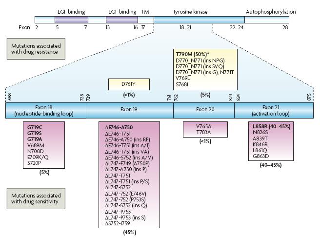 Εντόπιση των μεταλλαγών του EGFR vοι μεταλλαγές εντοπίζονται στα εξώνια 18-21 (περιοχή τυροσινικής κινάσης) Αφαιρέσεις στο εξώνιο 19 και μια σημειακή μεταλλαγή στο εξώνιο 21, η L858R, αποτελούν
