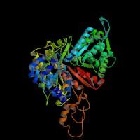 Επίπεδα έκφρασης του γονιδίου RRM1 (Ribonucleosidediphosphate Reductase subunit M1) vτο RRM1 είναι η ενεργή υπομονάδα της ριβονουκλεοτιδικής ρεδουκτάσης (RR), ένα από τα βασικά ένζυμα στη σύνθεση