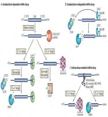 Κατά την αποικοδόμηση του mrna, η υδρόλυση της 5 καλύπτρας και της πολυ(α) ουράς είναι σημαντικά γεγονότα και, συγκεκριμένα, η απομάκρυνση της πολυ(α) ουράς είναι συχνά το πρώτο και το περιοριστικό
