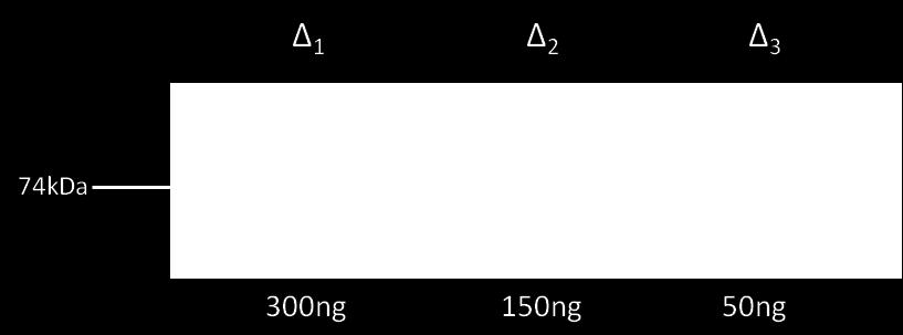 των κυττάρων NCI-H520 από 2 φλάσκες 75cm 2 (~6 x 10 6 κύτταρα για το κάθε δείγμα-1 φλάσκα) και ακολούθησε η λύση και η συλλογή του ολικού κυτταρικού εκχυλίσματος (whole cell extract, wce).