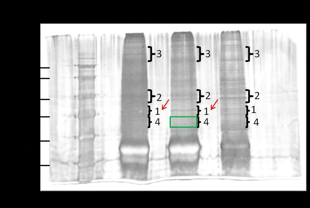39 3.6 Φασματογραφία μαζών (mass spectrometry) - Προετοιμασία των δειγμάτων για φασματογραφία μαζών Χρησιμοποιήθηκαν 15 φλάσκες 75cm 2 (~3 x 10 7 κύτταρα για το κάθε δείγμα-5 φλάσκες).