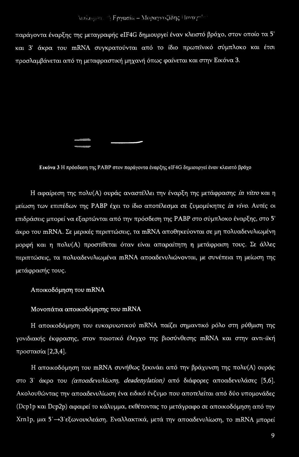 Εικόνα 3 Η πρόσδεση της ΡΑΒΡ στον παράγοντα έναρξης elf4g δημιουργεί έναν κλειστό βρόχο Η αφαίρεση της πολυ(α) ουράς αναστέλλει την έναρξη της μετάφρασης in vitro και η μείωση των επιπέδων της ΡΑΒΡ