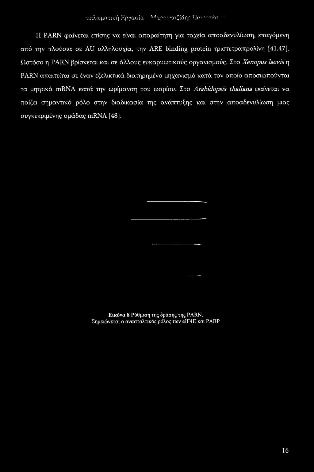 Στο Xenopus laevis η PARN απαιτείται σε έναν εξελικτικά διατηρημένο μηχανισμό κατά τον οποίο αποσιωπούνται τα μητρικά mrna κατά την ωρίμανση του ωαρίου.