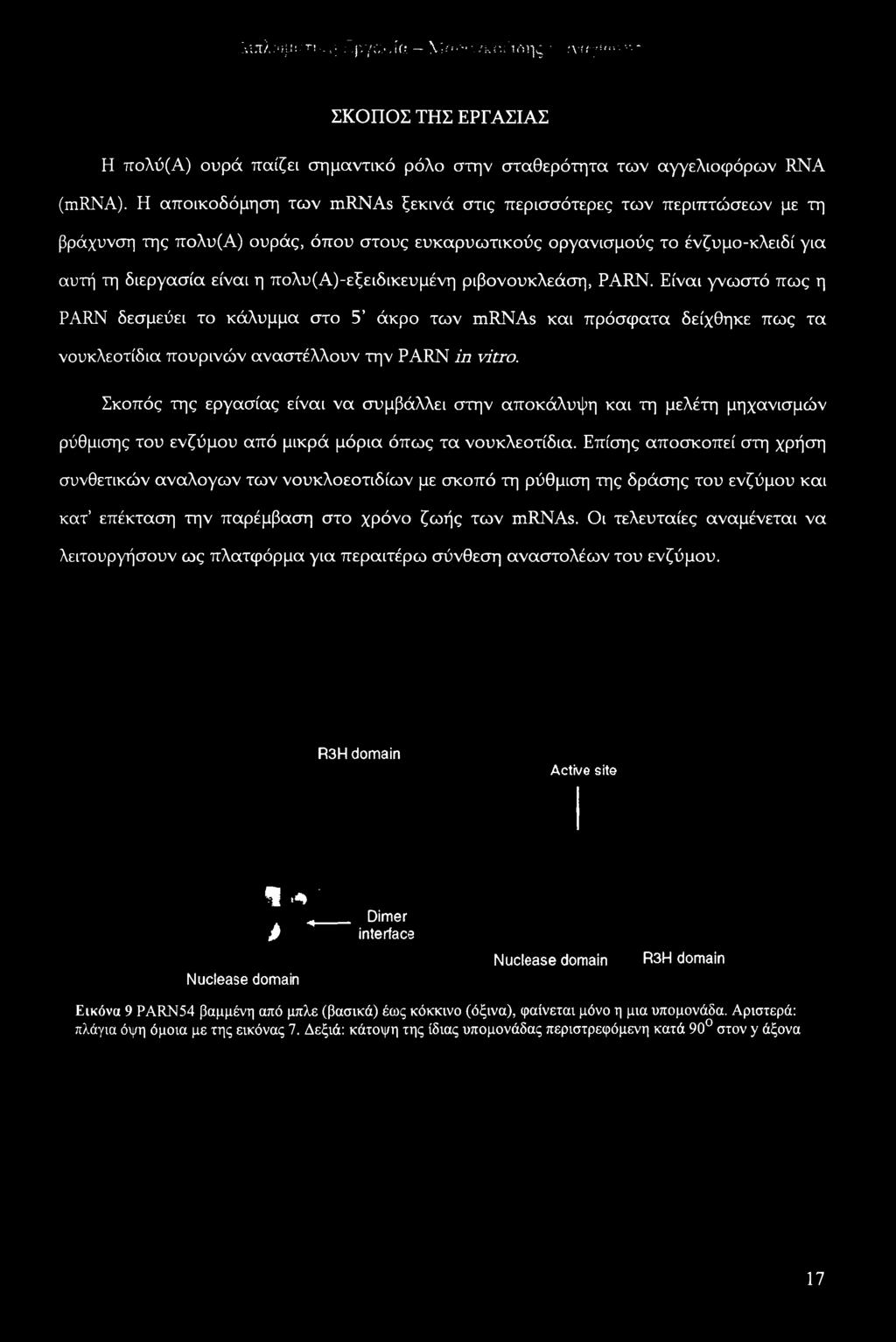 πολυ(α)-εξειδικευμένη ριβονουκλεάση, PARN. Είναι γνωστό πως η PARN δεσμεύει το κάλυμμα στο 5 άκρο των mrnas και πρόσφατα δείχθηκε πως τα νουκλεοτίδια πουρινών αναστέλλουν την PARN in vitro.