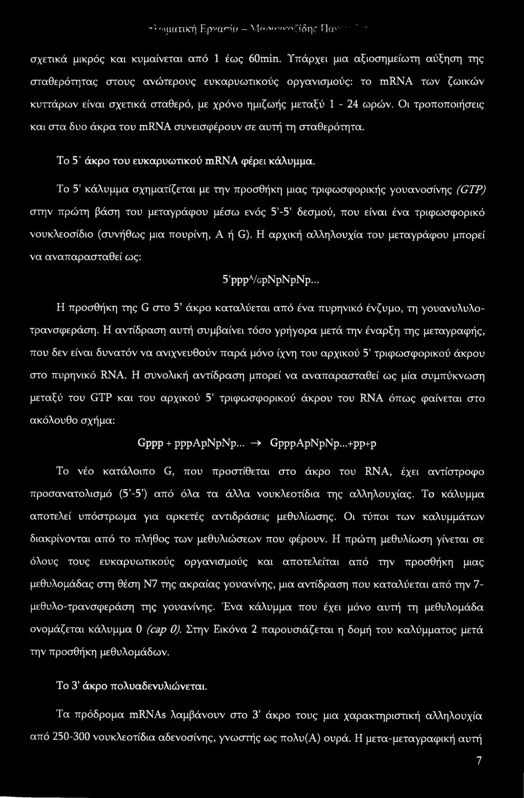 Οι τροποποιήσεις και στα δυο άκρα του mrna συνεισφέρουν σε αυτή τη σταθερότητα. Το 5' άκρο του ευκαρυωτικού mrna φέρει κάλυμμα.