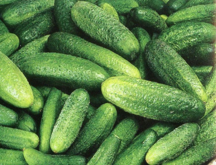 Κατηγορίες ανάλογα με το μέγεθος-χρήση Καρποί μικρόκαρπων υβριδίων (Pickling ή Cherkin cucumber): Διάδοση τα τελευταία χρόνια κυρίως για