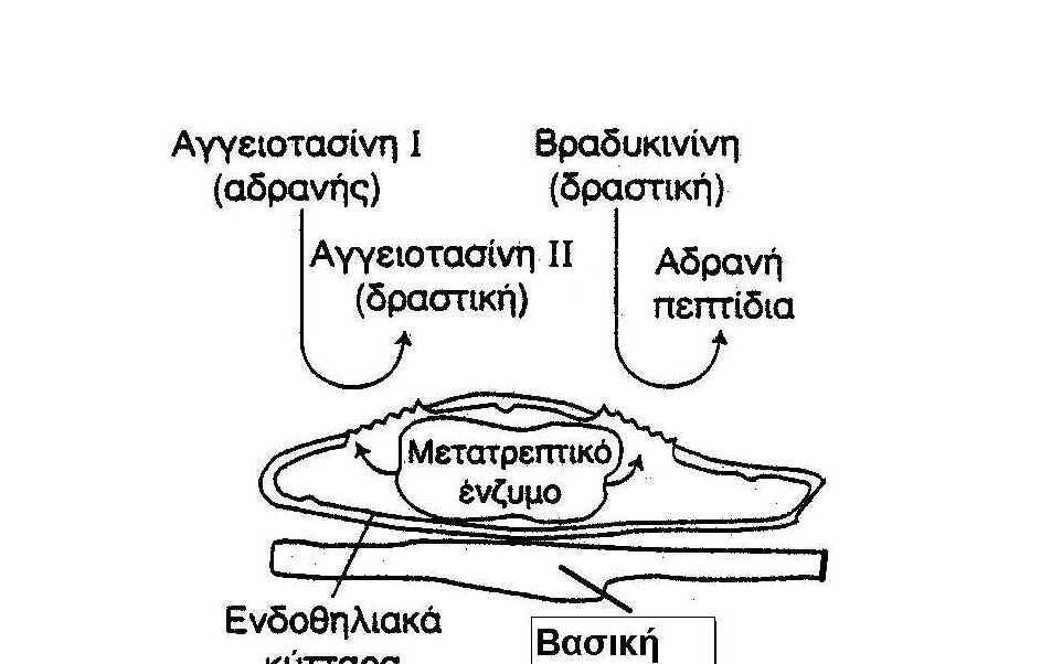 Οι αναστολείς του μετατρεπτικού ενζύμου (αμεα) χορηγούμενοι προκαλούν περιφερική αγγειοδιαστολή, η οποία οφείλεται σε δύο λόγους: α) στη μείωση των επιπέδων της αγγειοτασίνης-ιι τόσο τοπικά, όσο και