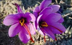 1.3.16 Μέλι κρόκου Crocus sativus, (παραγωγή μελιού από νέκταρ) Εικόνα 9. Κρόκος (http://www.greek-islands.