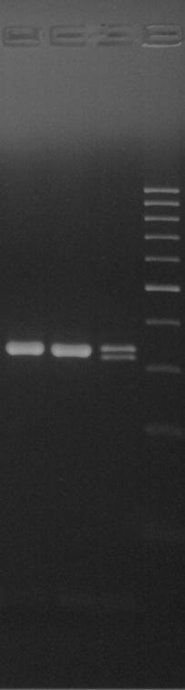 1 2 3 L 1: Negative sample for the mutation 2: Negative sample