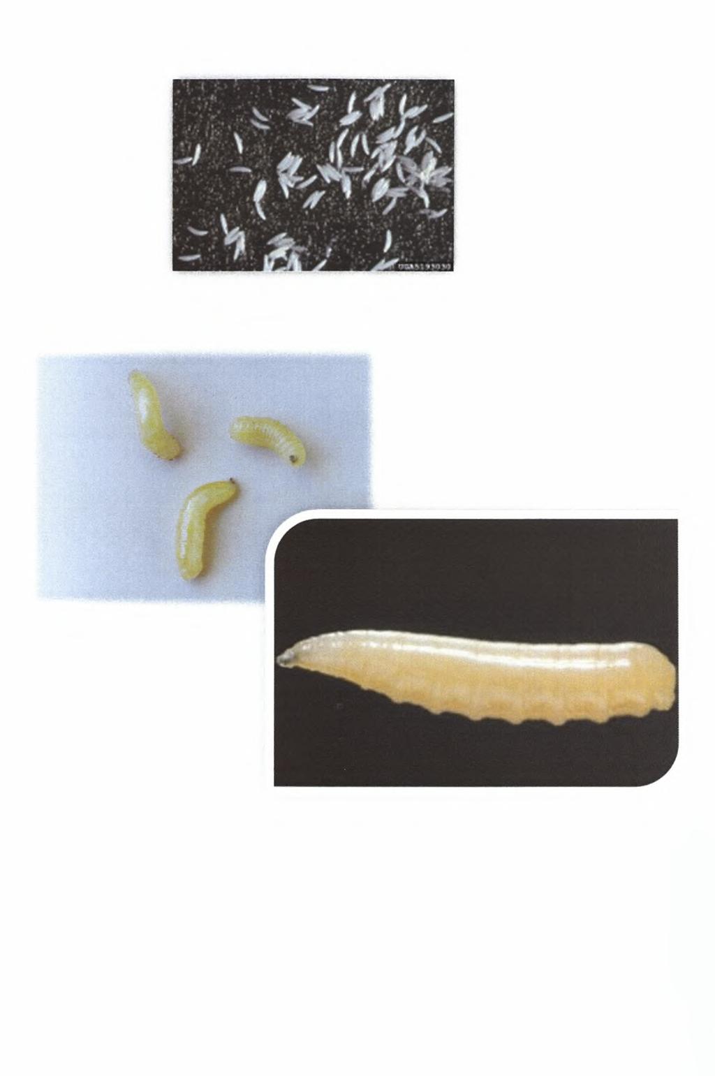 Εικόνα 3: Αυγά μύγας της Μεσογείου (http://www.invasive.