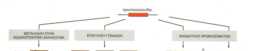 Ενεργοποίηση πρωτοογκογονιδίων Μεταλλάξεις