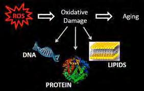 Εικόνα 2 Το DNA,οι πρωτεΐνες και τα λιπίδια αποτελούν τους στόχους των ΔΜΟ.