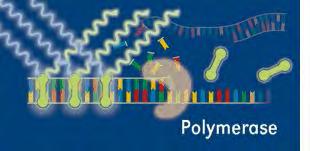 Ωστόσο, η ενσωμάτωσή της στο DNA κατά τη σύνθεσή του, έχει ως αποτέλεσμα την παραγωγή φθορισμού (Εικόνα 13) (Wilhelm et al., 2003).