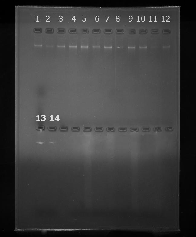 9. Αποτελέσματα 9.1 Απομόνωση DNA Η απομόνωση του DNA έγινε με την διαδικασία που έχει αναφερθεί στην ενότητα 8.2 και ο έλεγχος των δειγμάτων πραγματοποιήθηκε με ηλεκτροφόρηση σε πήκτωμα αγαρόζης.