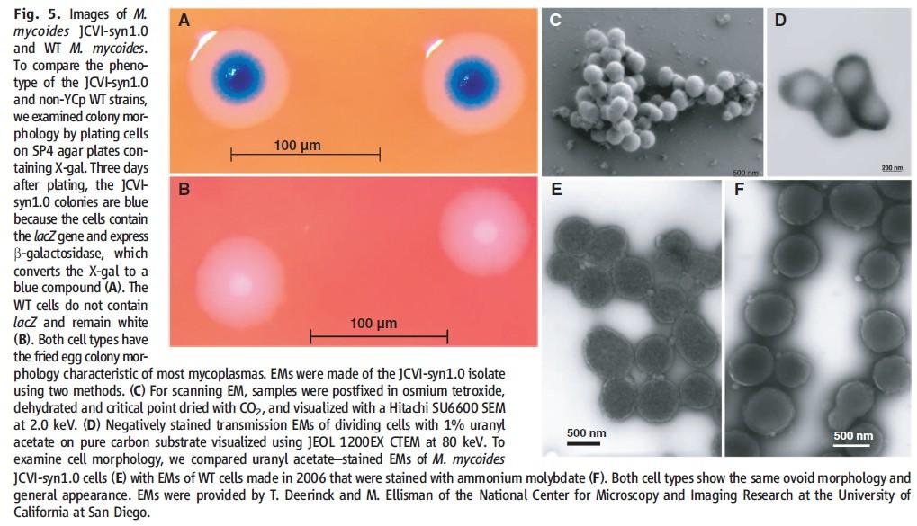 TetR, LacZ, vodni tisk (watermark) gostiteljske celice se ne odzivajo na metilacijski vzorec