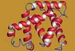 ZVIJANJE POLIPEPTIDNE VERIGE Celotna informacija o načinu zvijanja je zapisana v primarni strukturi proteina.