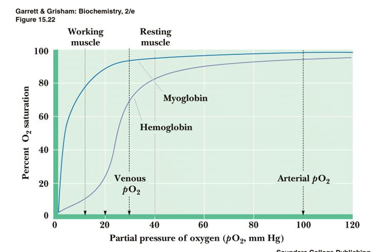Venozni Mioglobin Arterijski Parcialni tlak kisika (po 2 mm g) BOROV EFEKT Vezava + zmanjša vezavo O 2 na b