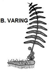 3.1.1 Identifiseer die groepe waaraan elk van bogenoemde plante behoort. (4) 3.1.2 Watter van die vier groepe wat in VRG 3.