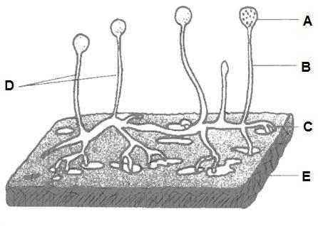 (NOVEMER 2012) LEWENSWETENSKPPE V2 7 FELING VRG 2 2.1 ie diagram toon ŉ deel van die fungus se lewenssiklus. estudeer die diagram en beantwoord die vrae wat volg. 2.1.1 enoem die dele genommer, en.